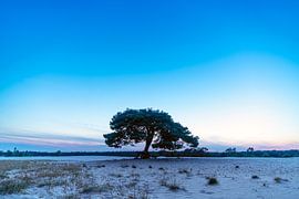 Ein Wald von einem von Thomas Duiker