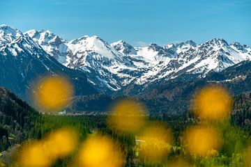 Voorjaarsuitzicht met boterbloemen van de Allgäuer Alpen van Leo Schindzielorz