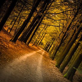 forest avenue of gold by Marloes Hoekema