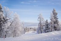 Sneeuw in Fins Lapland
