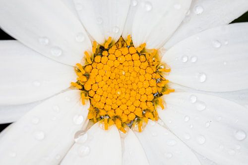 Het hart van: de margriet van MdeJong Fotografie