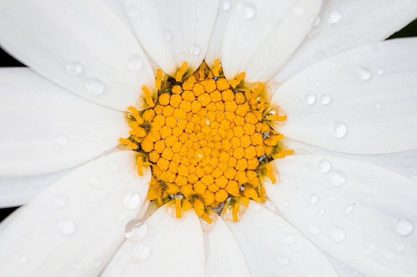 Das Herzstück von: das Gänseblümchen von MdeJong Fotografie