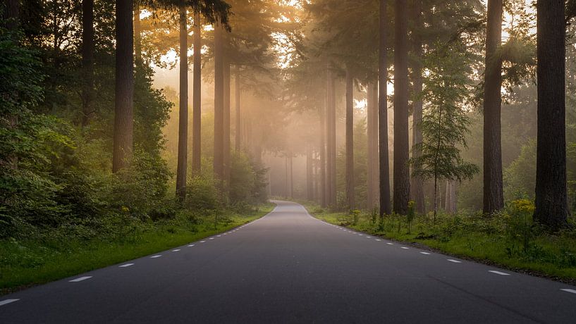 Straße durch den Speulderbos in Ermelo Niederlande bei Sonnenschein und Nebel von Bart Ros