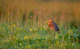 Black-tailed godwit with its beak open - The Binnenveld Hay Meadows