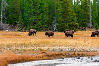 Herde amerikanischer Bisons auf einer Wiese in Yellow Stone