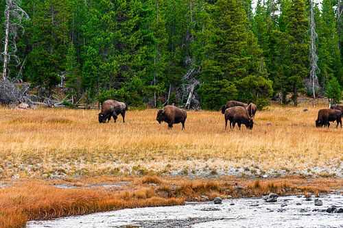 Herd of American Bison in a meadow in Yellow Stone
