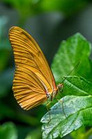 Dryas Iulia butterfly