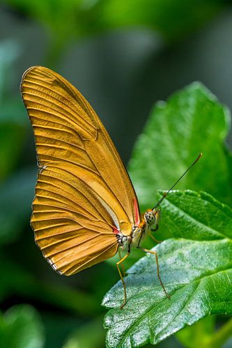 Dryas Iulia vlinder