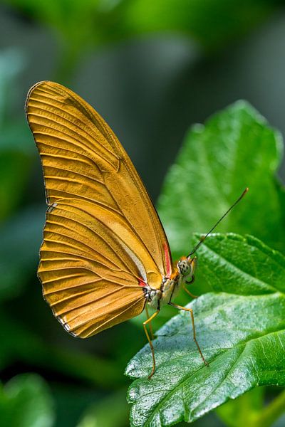 Dryas Iulia vlinder van Joost Potma