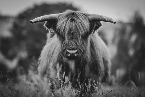 Schotse hooglander close-up zwart wit in de Nederlandse natuur