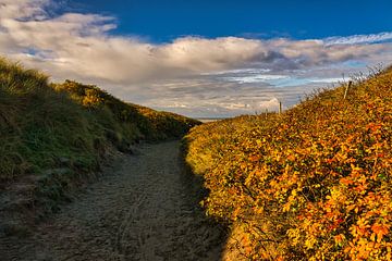 Blåvand dunes paysage au Danemark sur la mer du Nord sur Martin Köbsch