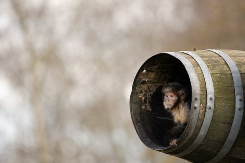 Gelbbrustkapuzineraffe von Jonno Verheul