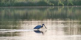 Spoonbill with backlight by Maarten Heckman natuurfotografie