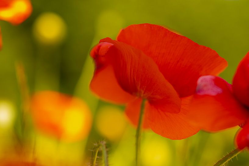 out in the field by peterheinspictures