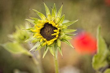 Zonnebloem van Rob Boon