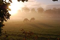 Horses