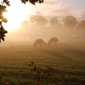 Paarden van Jan Linschoten