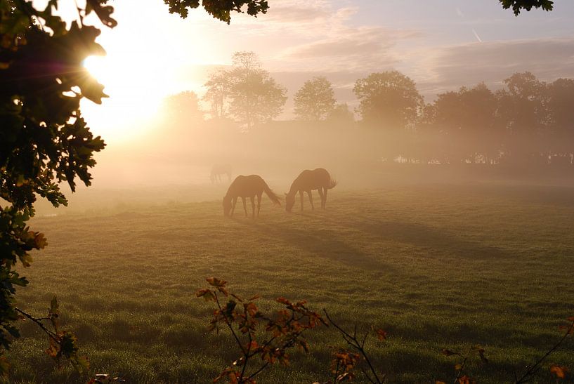 Horses by Jan Linschoten