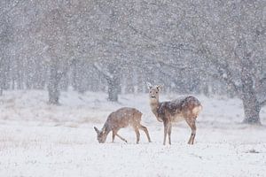 Grazende reeën tijdens hevige sneeuwval  sur Caroline Piek