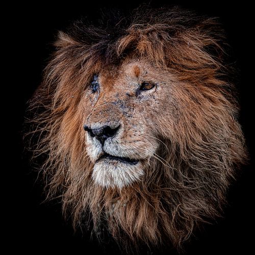 Portret van een iconische leeuw van Sharing Wildlife