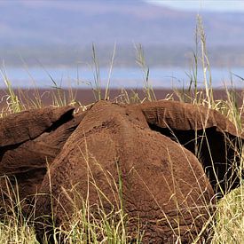 Olifant in het gras van Bart van Mastrigt