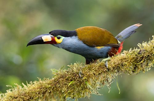 Le tétras lyre observe son environnement sur Arie Arie de Gier