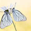 Greater veined whites by Judith Borremans