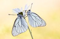 Greater veined whites by Judith Borremans thumbnail