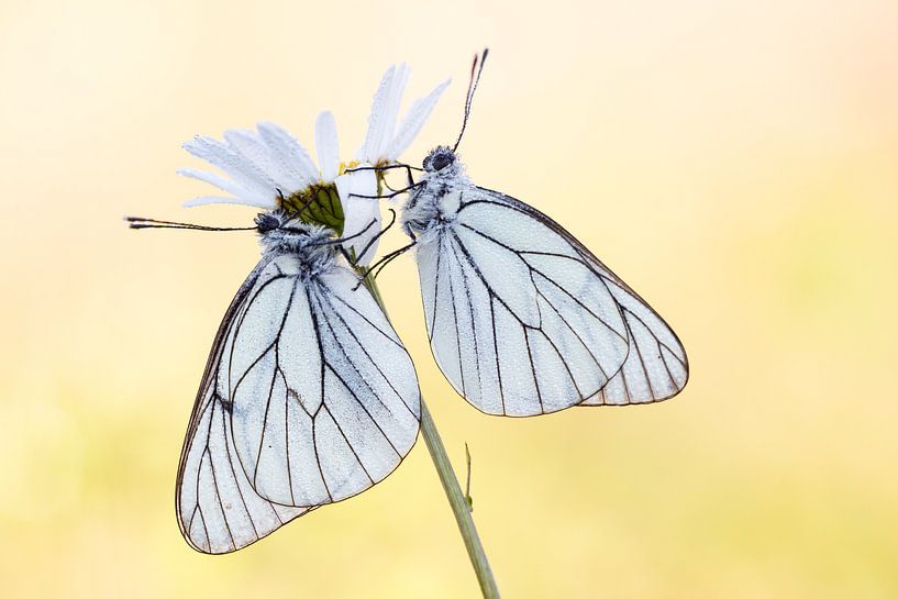 Greater veined whites by Judith Borremans