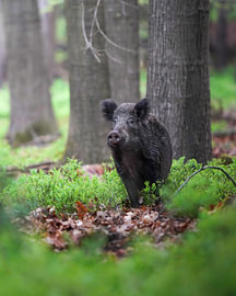 Wildschwein im Wald von Tom Zwerver