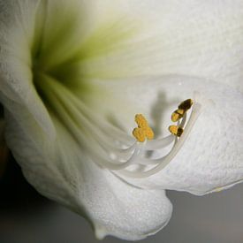 Gros plan d'un amaryllis blanc sur Evelien Brouwer