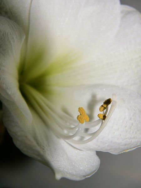 Close up van een witte amaryllis, Close up of a white amaryllis,  Nahaufnahme einer weißen Amaryllis van Evelien Brouwer