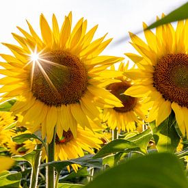 Sonnenblume von Markus Weber