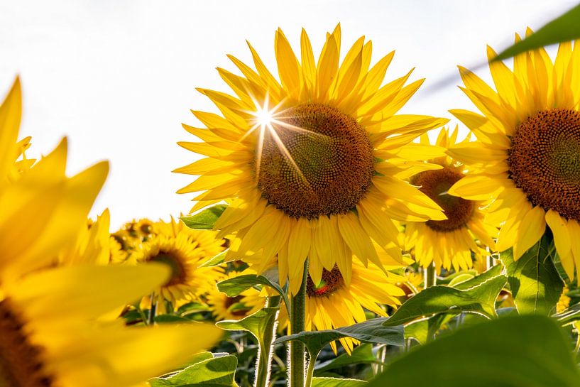 Zonnebloem van Markus Weber
