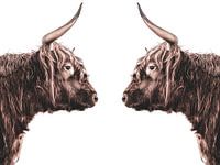 Schottische Hochlandbewohner Longhorns