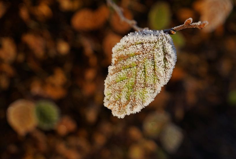 Leaf in the autumn with frost on it by Anne van de Beek
