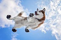 Unter Husky