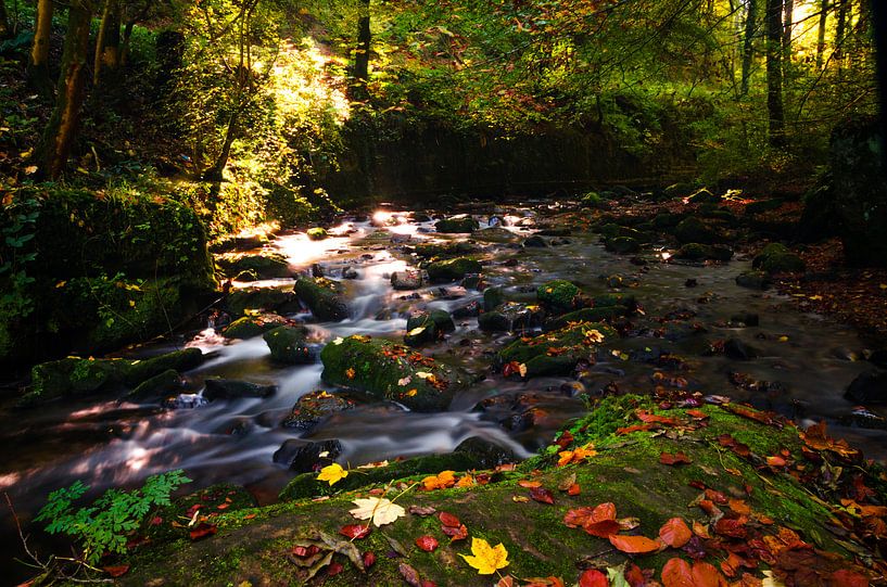 Herfstbladeren by Hans Peter Debets