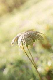 Grün von Susanne van Hofwegen