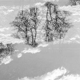 Mirror trees (1) von Mark Scheper