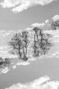 Mirror trees (1) von Mark Scheper