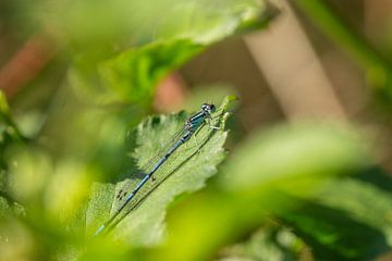 Azurblaue Kleinlibelle von Anne Voets