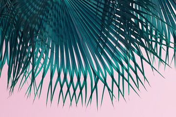Feuille de palmier bleu-vert et ciel rose sur la plage