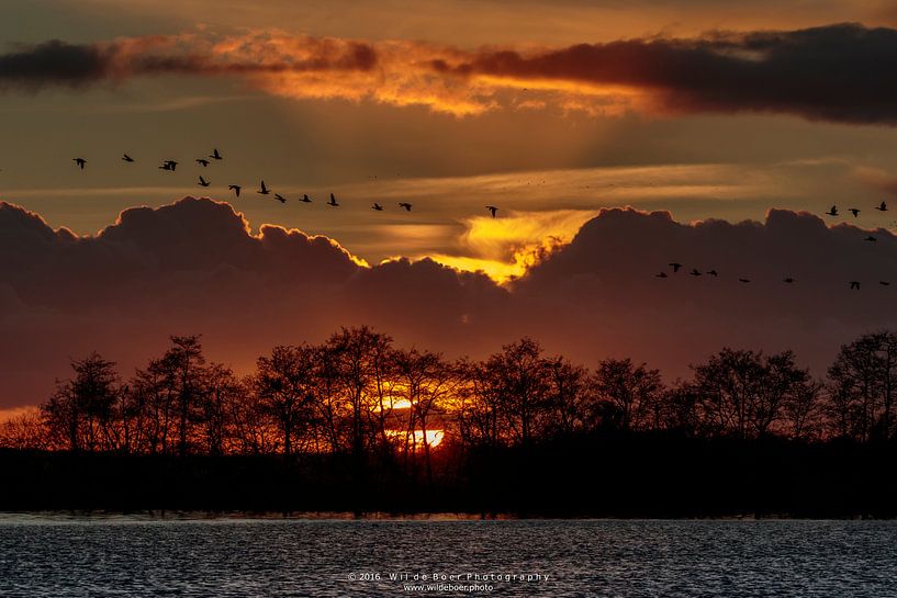 Goose at Sunset von Wil de Boer