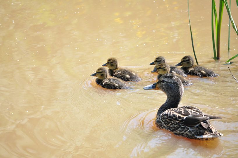 eend met kukens van Marten Wieringa