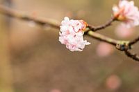 First blossom