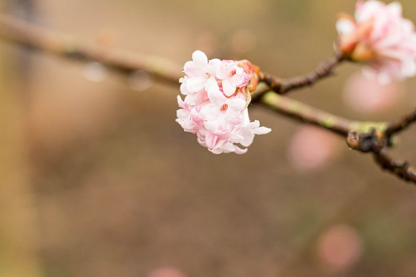 First blossom by D.Verts