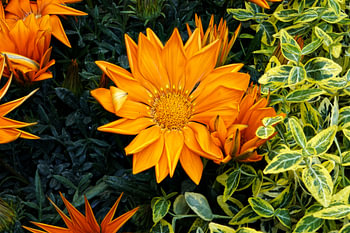 Radiant Orange Gazania in Full Bloom