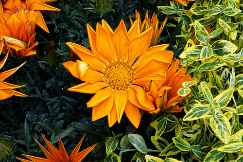 Strahlende orangefarbene Gazanien in voller Blüte