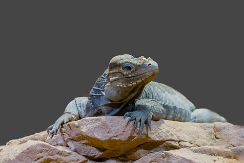 Nashornleguan  (Cyclura cornuta)